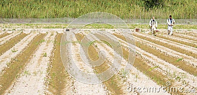 Orihuela, Spain, September 24, 2019: Workers fumigating a plantation Editorial Stock Photo