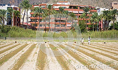 Orihuela, Spain, September 24, 2019: Workers fumigating a plantation Editorial Stock Photo