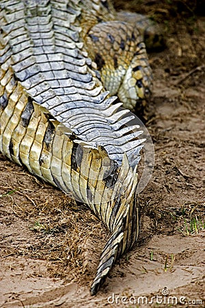 Orinoco Crocodile, crocodylus intermedius, Adult, Close up of Tail, Los Lianos in Venezuela Stock Photo