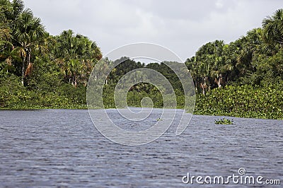 Orinoco Delta in Venezuela Stock Photo