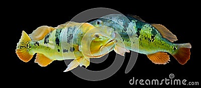 Orinoco Peacock bass or Cichla Ocellaris, butterfly peacock bass in fish tank Stock Photo