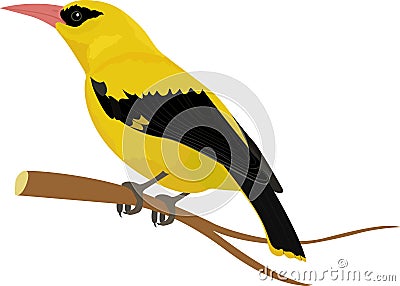 Oriole bird vector illustration isolated on white Vector Illustration