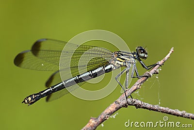 OriÃ«ntjuffer, Odalisque, Epallage fatime Stock Photo