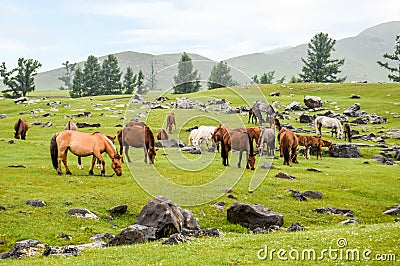 Orkhon Waterfall Area Grazing Horses and Lava Rock Stock Photo