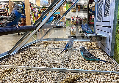 A flock blue and white parakeets in an aquarium for sale at a Petsmart pet superstore Editorial Stock Photo