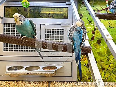 A flock blue and white parakeets in an aquarium Stock Photo