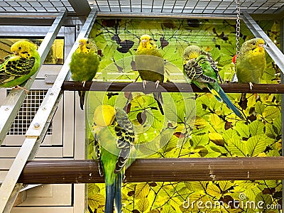 A flock green and yellow parakeets in an aquarium for sale at a Petsmart pet superstore Editorial Stock Photo