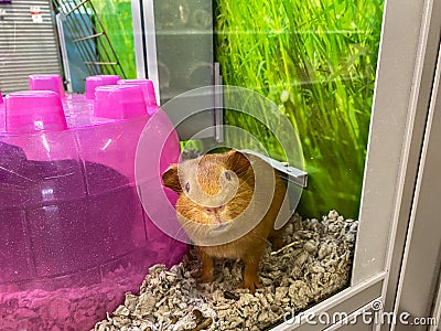An orange guinea pig in an aquarium for sale at a Petsmart pet superstore Editorial Stock Photo