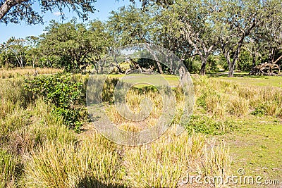 Kilimanjaro Safaris at Animal Kingdom at Walt Disney World Editorial Stock Photo