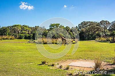 Kilimanjaro Safaris at Animal Kingdom at Walt Disney World Editorial Stock Photo