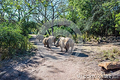 Kilimanjaro Safaris at Animal Kingdom at Walt Disney World Editorial Stock Photo