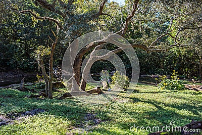 Kilimanjaro Safaris at Animal Kingdom at Walt Disney World Editorial Stock Photo