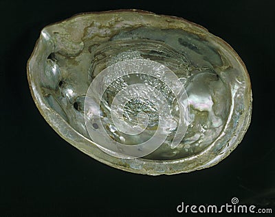 Ormer or Abalone orEar Shell, auris maris Stock Photo