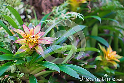 Ornage Bromeliad flower (Aechmea fasciata,BROMELIACEAE ) in the Stock Photo