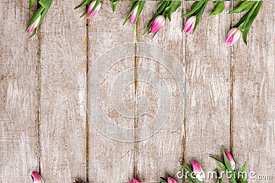 Ornament of pink tulips. Flower background Stock Photo