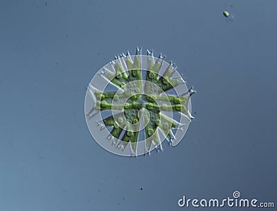 Ornamental algae Micrasterias in drops of water Stock Photo
