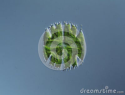 Ornamental algae Micrasterias in drops of water Stock Photo