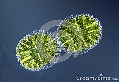 Ornamental algae Micrasterias under the microscope Stock Photo