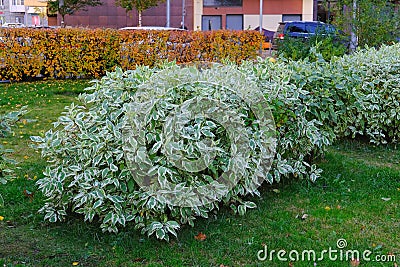 Ornamental bicolor shrub Cornus Alba with variegated white green leaves. Decorative trimmed Ivory Halo Dogwoods bushes Stock Photo