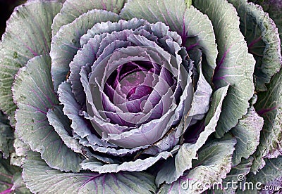 Ornamental cabbage Stock Photo