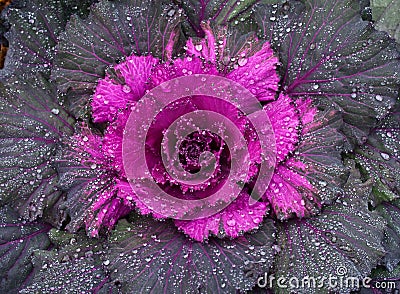 Ornamental cabbage Stock Photo