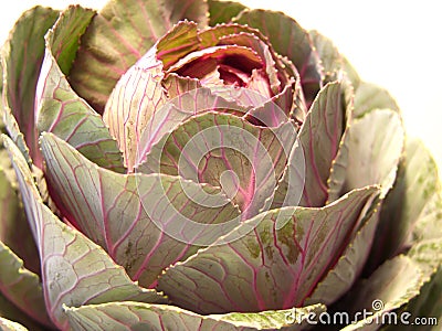 Ornamental Cabbage Stock Photo