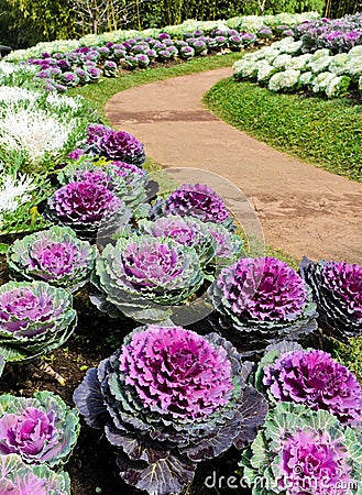 Ornamental cabbage Stock Photo