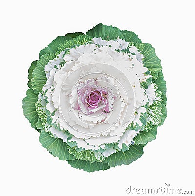 Ornamental cabbage flower Stock Photo