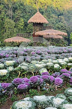 Ornamental cabbage and flowering kale garden Stock Photo