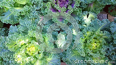 Ornamental cabbage. Flowering Kale. Garden trends. Brassica oleracea Glamour Red and Chidori White Varieties. Cole. Classification Stock Photo