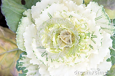 Ornamental cabbage plant close up. Beautiful cabbage harvest. Decorative cabbage with white leaves top view. Kale plant Stock Photo