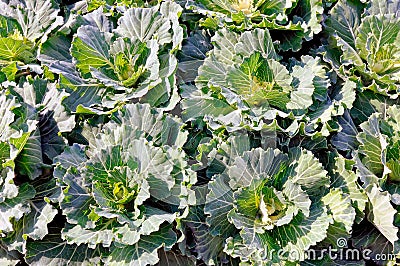 Ornamental cabbage - plants Brassica oleracea in Latin Stock Photo