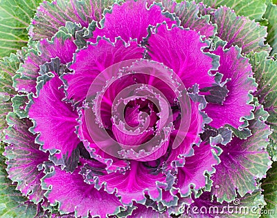 Ornamental Cabbage Stock Photo