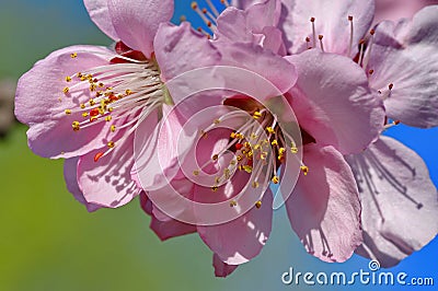 Spring background and Pink Ornamental flowers Stock Photo