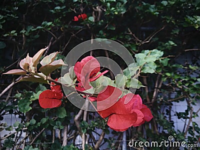 Bougainvillea. Climbing plant background. Stock Photo