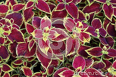 The ornamental coleus plant is used for the original design of street flower beds Stock Photo