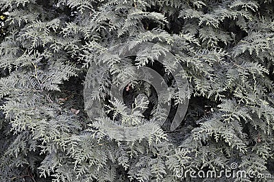 Ornamental cypress Stock Photo