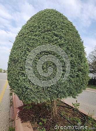 An ornamental cypress in road separator Stock Photo