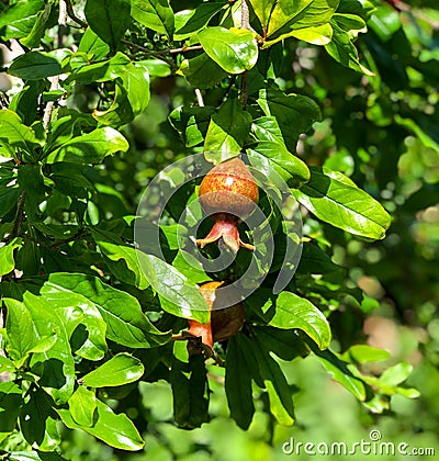 Ornamental Dwarf Pomegranate (Punica granatum) Tree Shrub with Fruit Stock Photo