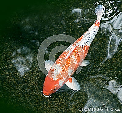 Ornamental fish in a dark green pond Stock Photo