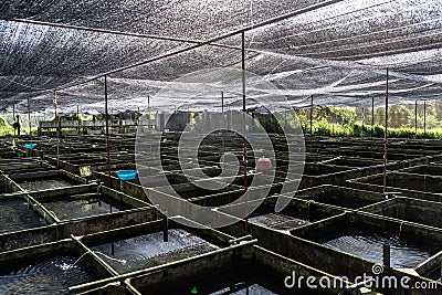 Ornamental Fish Farm in Asia. Farm nursery Ornamental fish freshwater in Recirculating Aquaculture System Stock Photo