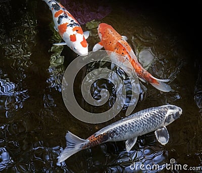 Ornamental fishes swimming in a pond Stock Photo