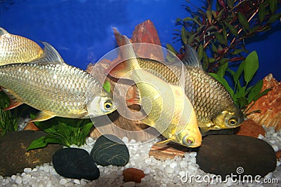 Ornamental fishes in water tank Stock Photo