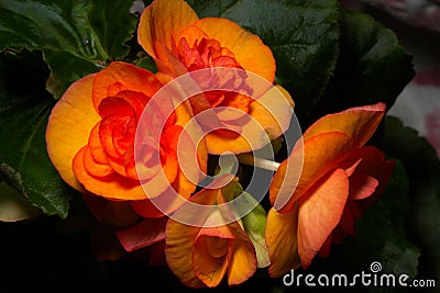 Ornamental flower Stock Photo