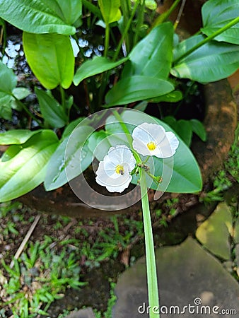 ornamental flower echinodorus cordifolius blossom Stock Photo