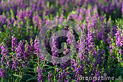 Ornamental flower garden at backyard, natural home decoration Stock Photo