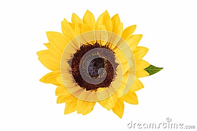 Ornamental flower of sunflower isolated Stock Photo