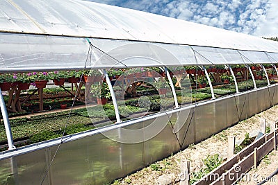 Ornamental flowers grows in greenhouse nursery plants Stock Photo