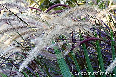 Ornamental fountain grass Stock Photo