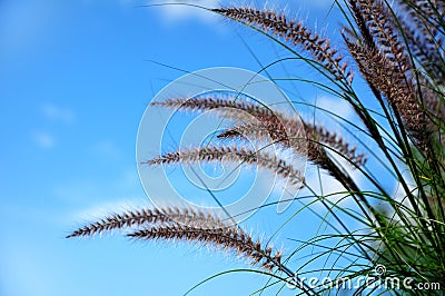 Ornamental Fountain Grass (Pennisetum) Stock Photo